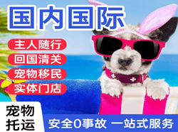 伊春国际宠物托运 【国